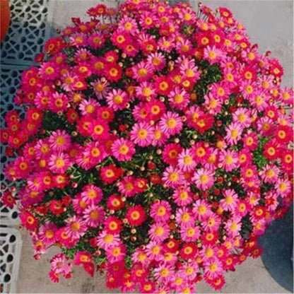 Daisy Seeds | 10 Grams Per Bag