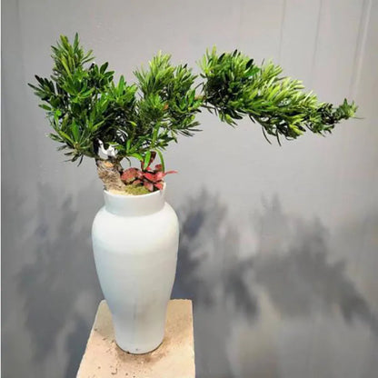 Bonsai flowers Seeds | 10 Grams Per Bag