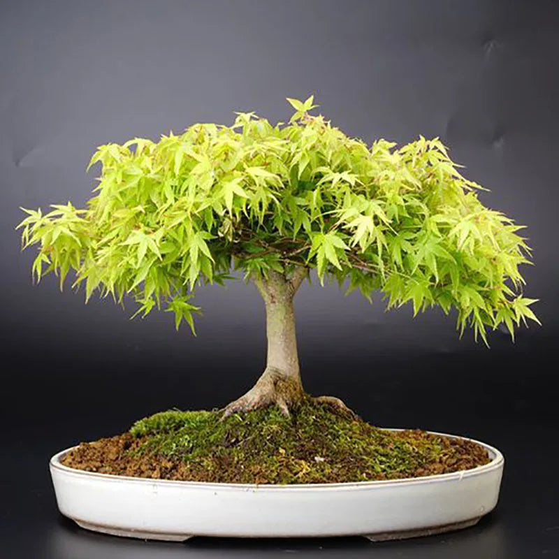 Bonsai flowers Seeds | 10 Grams Per Bag