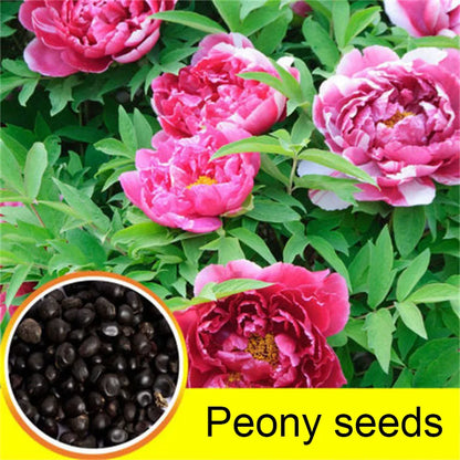 Peony Seeds | 100pcs Per Bag