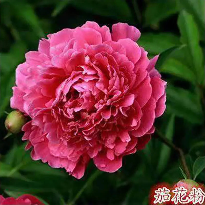 Peony Seeds | 100pcs Per Bag