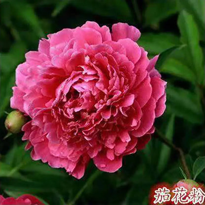 Peony Seeds | 100pcs Per Bag