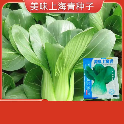 Vegetable Seeds | 10 Grams Per Bag
