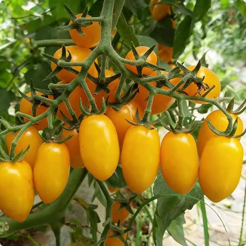 Tomato Seeds | 100pcs Per Bag
