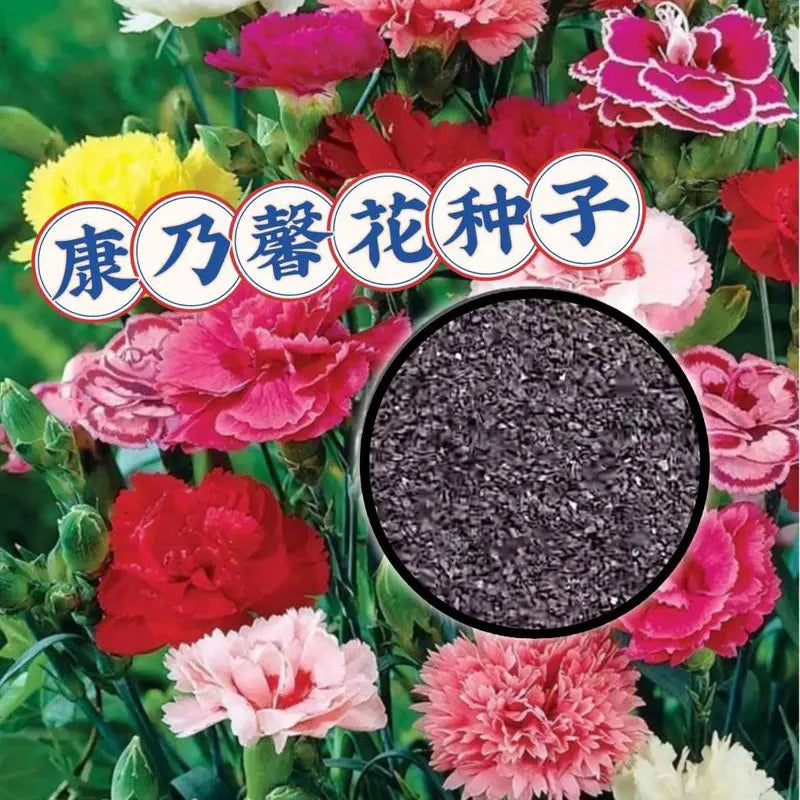 Carnation Seeds | 300pcs Per Bag