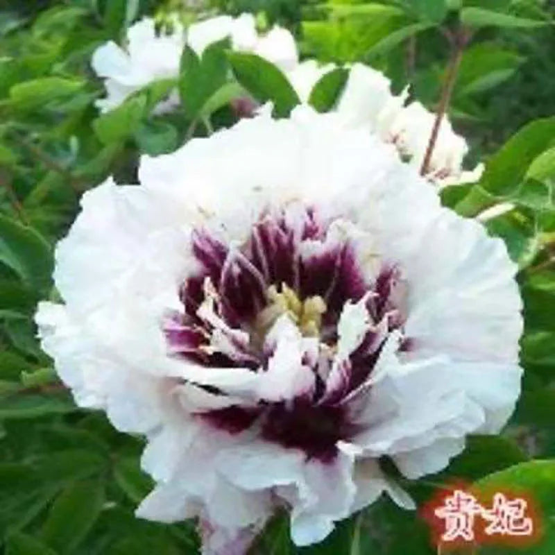 Peony Seeds | 100pcs Per Bag