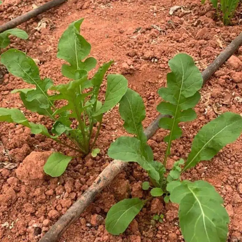 Vegetable Seeds | 10 Grams Per Bag