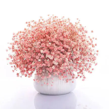 Babysbreath  Seeds | 500pcs Per Bag