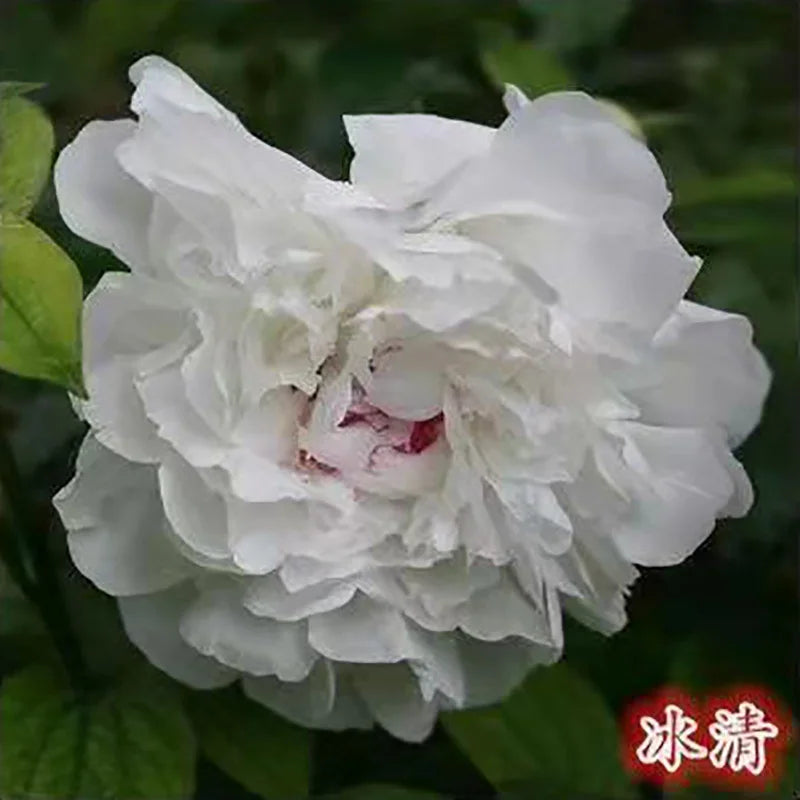Peony Seeds | 100pcs Per Bag