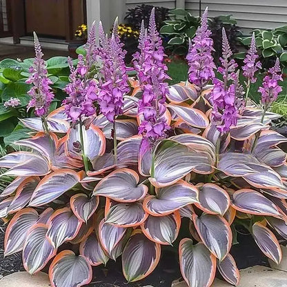 Hosta Seeds | 1000pcs Per Bag