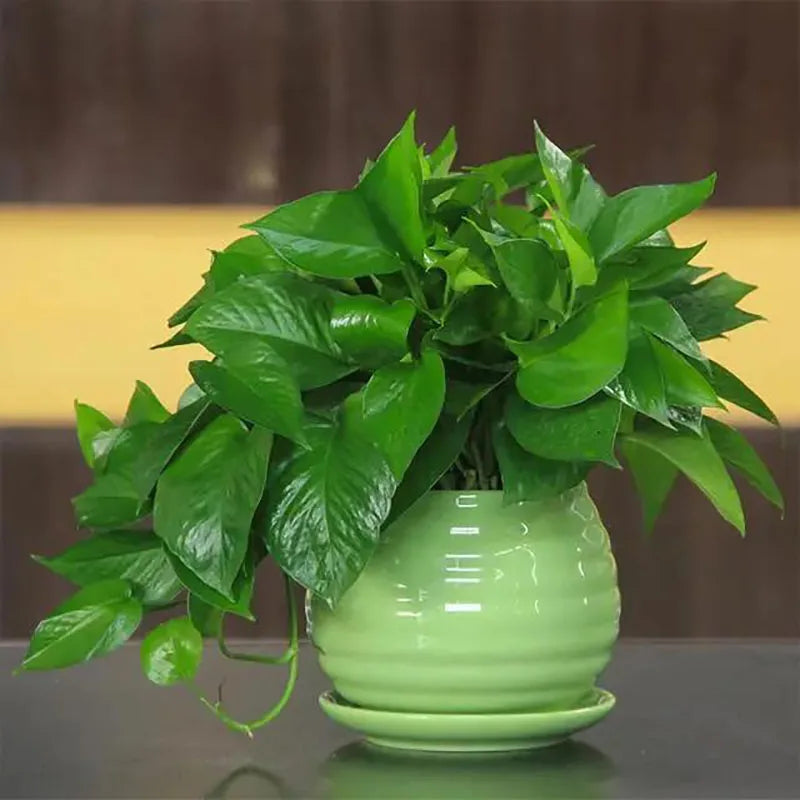 Bonsai flowers Seeds | 10 Grams Per Bag