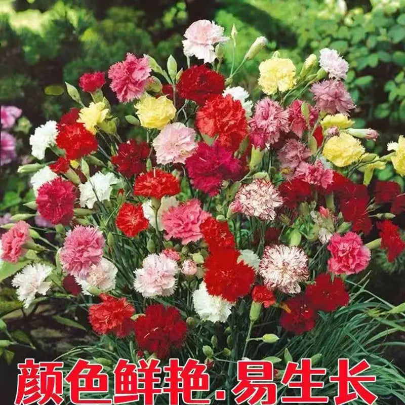 Carnation Seeds | 200pcs Per Bag