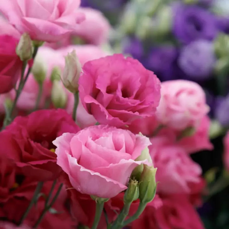 Eustoma grandiflorum Seeds | 1000pcs Per Bag