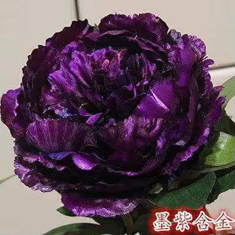 Peony Seeds | 100pcs Per Bag