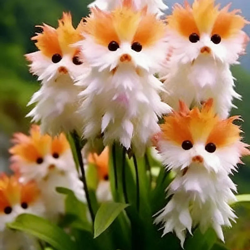 Face cat orchid Seeds | 550pcs Per Bag