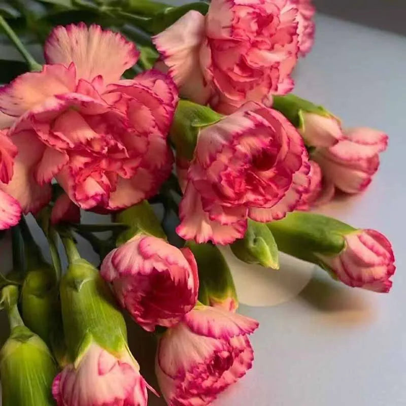 Carnation Seeds | 528pcs Per Bag