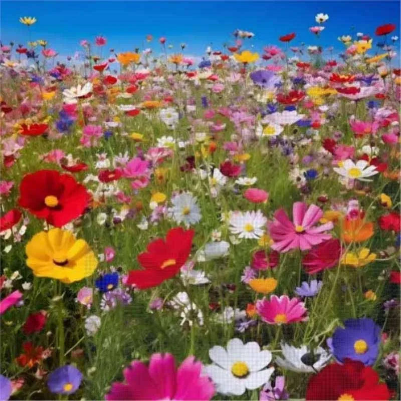 Daisy Seeds | 10 Grams Per Bag