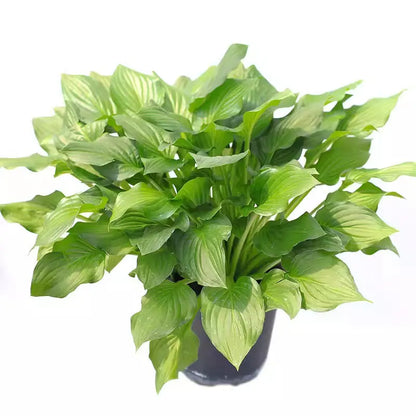 Hosta Seeds | 1000pcs Per Bag