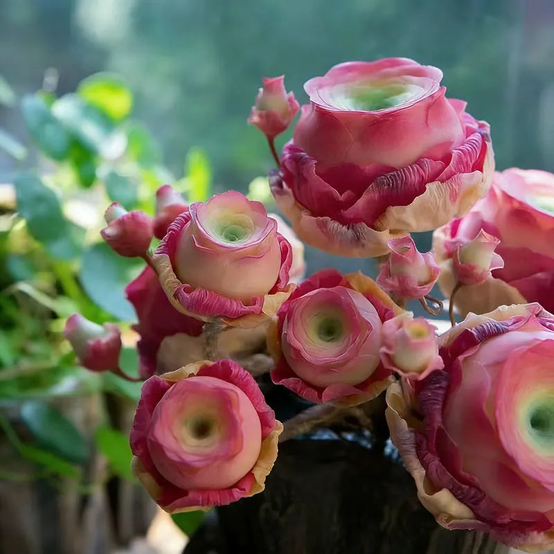 Mountain Rose Seeds | 500pcs Per Bag