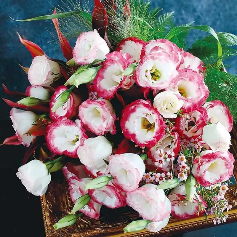 Eustoma grandiflorum Seeds | 1000pcs Per Bag