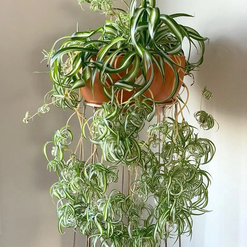 Bonsai flowers Seeds | 10 Grams Per Bag