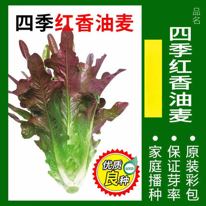 Vegetable Seeds | 10 Grams Per Bag