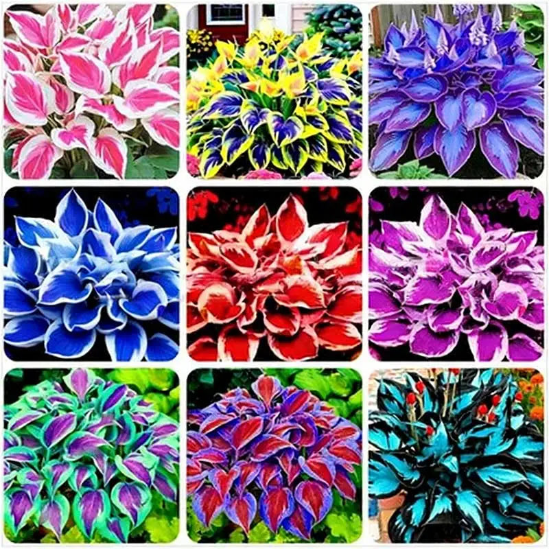 Hosta Seeds | 1000pcs Per Bag