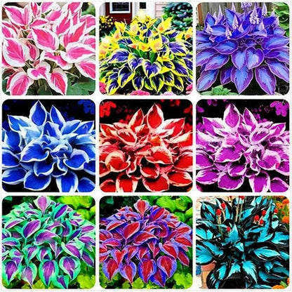 Hosta Seeds | 1000pcs Per Bag