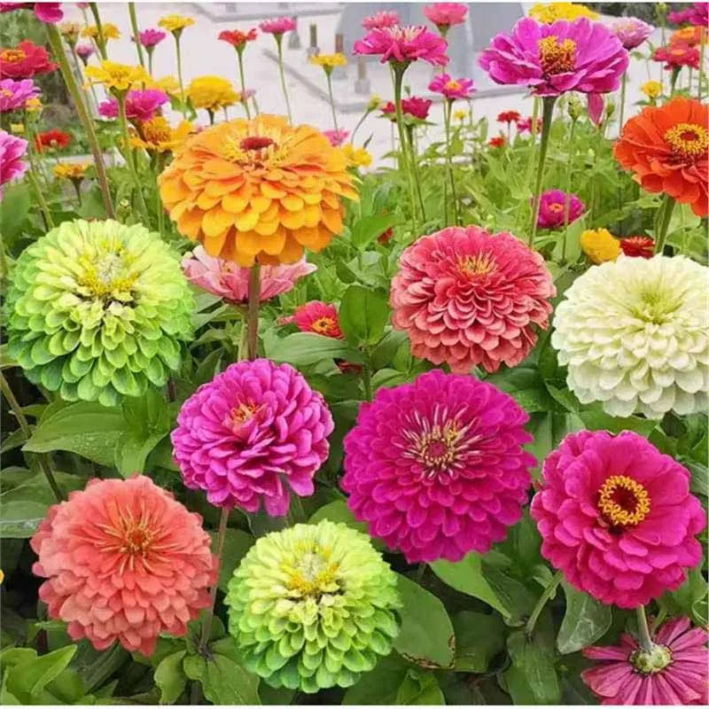 Daisy Seeds | 10 Grams Per Bag