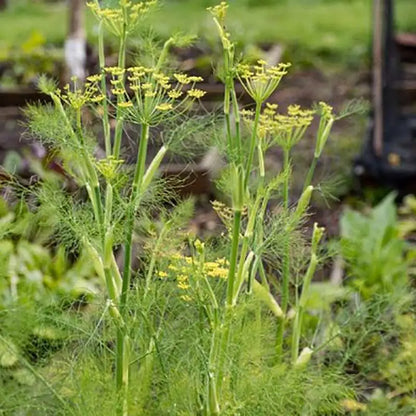 Vegetable Seeds | 10 Grams Per Bag