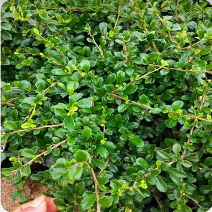 Bonsai flowers Seeds | 10 Grams Per Bag