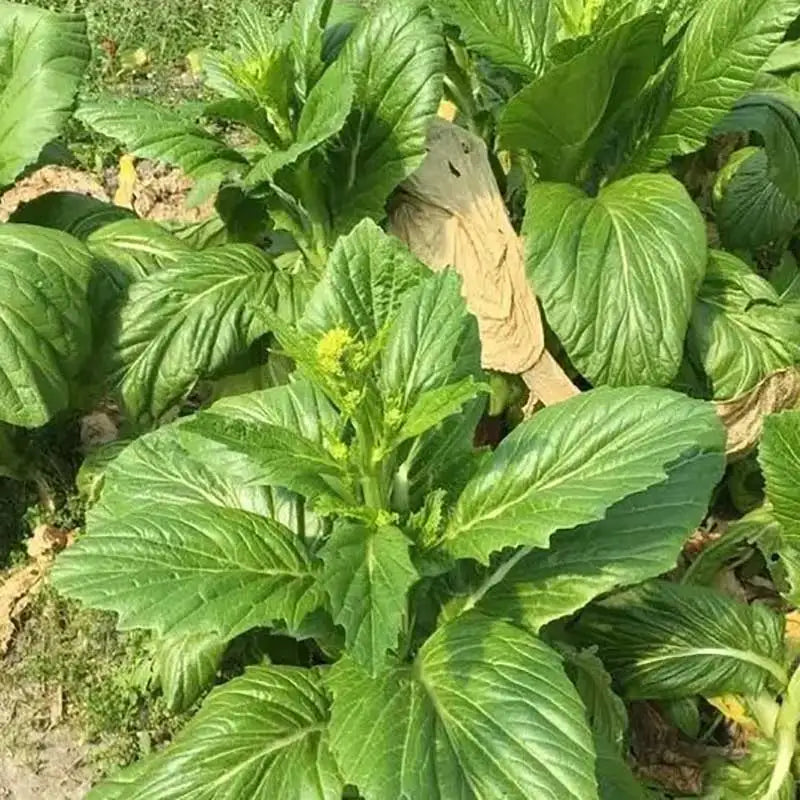 Vegetable Seeds | 10 Grams Per Bag