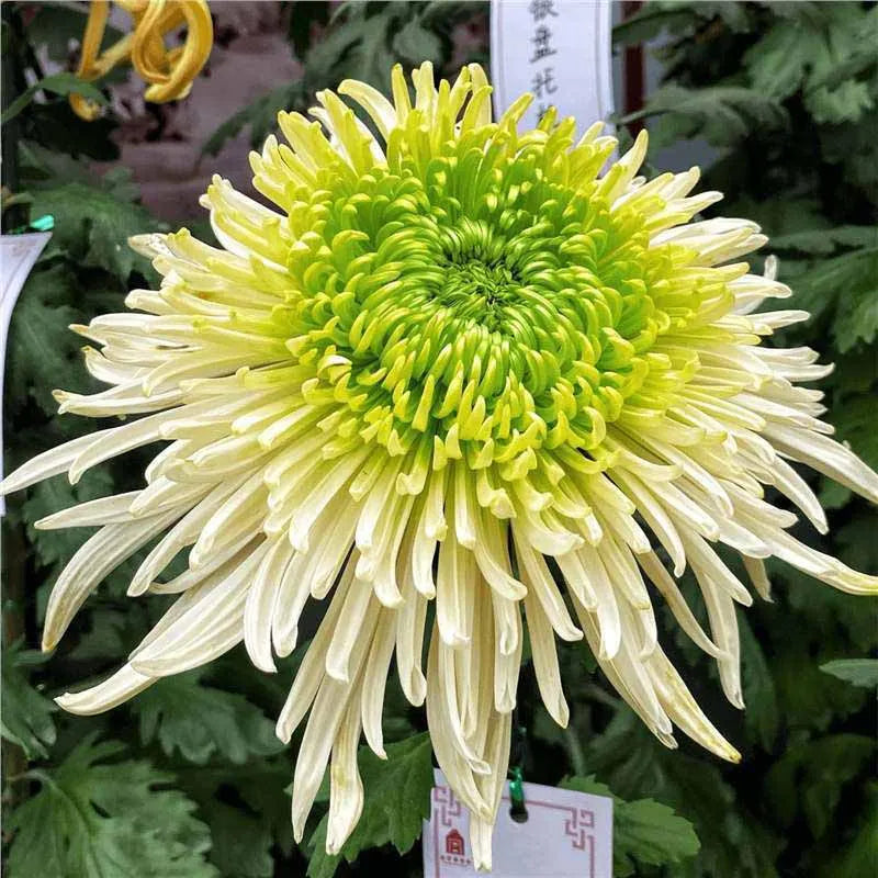 Chrysanthemum Seeds | 500pcs Per Bag
