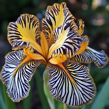Orchid Seeds | 1000pcs Per Bag
