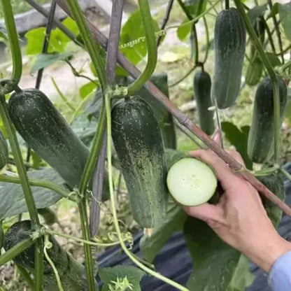 Cucumber Fruits Seeds | 10 Grams Per Bag