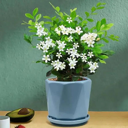 Bonsai flowers Seeds | 10 Grams Per Bag