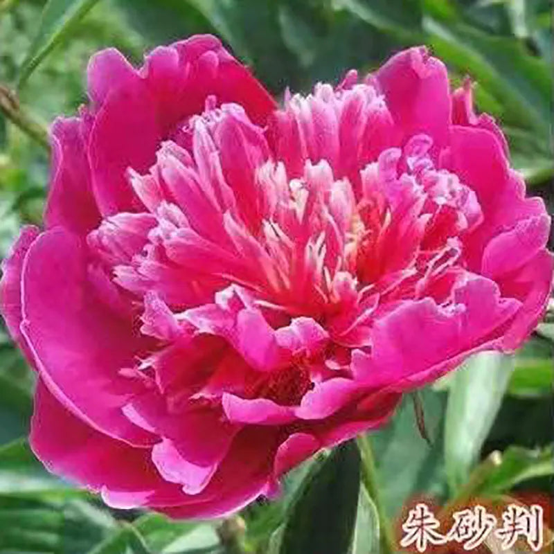 Peony Seeds | 100pcs Per Bag