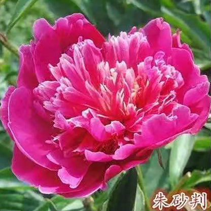 Peony Seeds | 100pcs Per Bag
