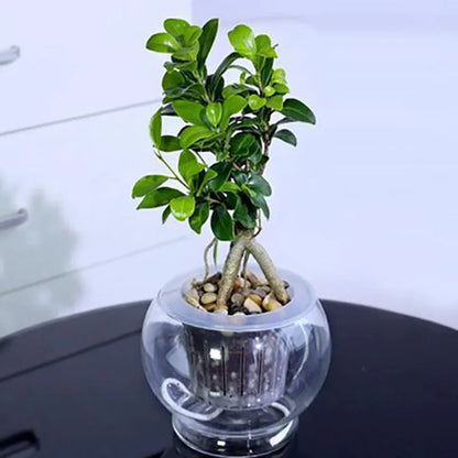 Bonsai flowers Seeds | 10 Grams Per Bag