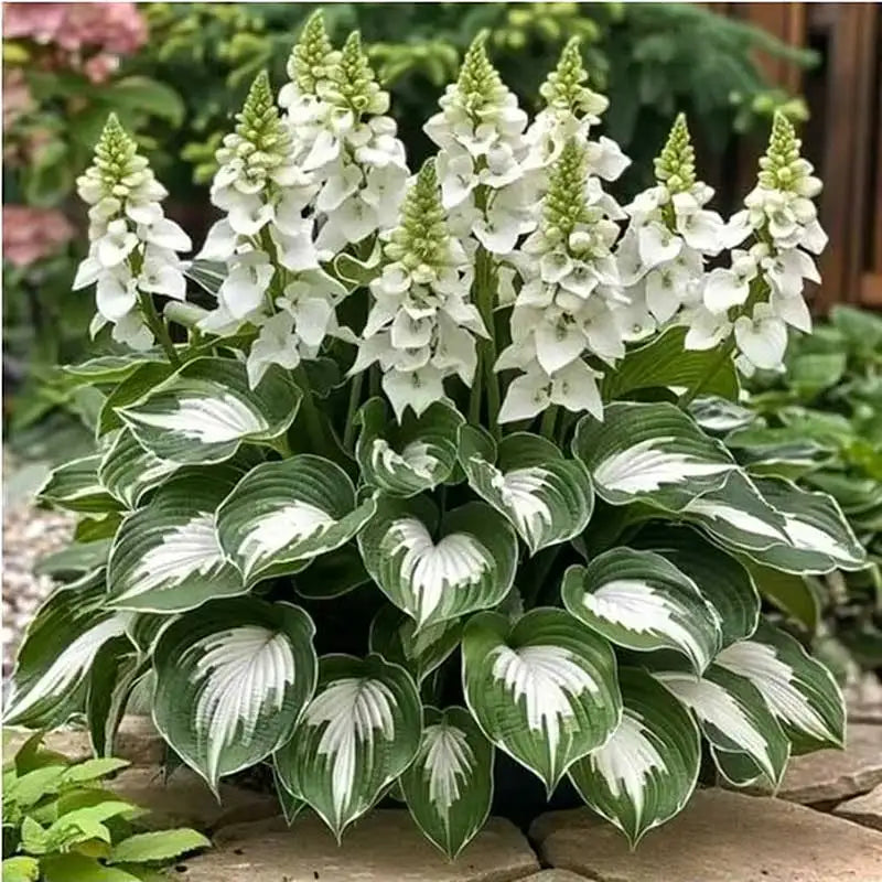 Hosta Seeds | 1000pcs Per Bag