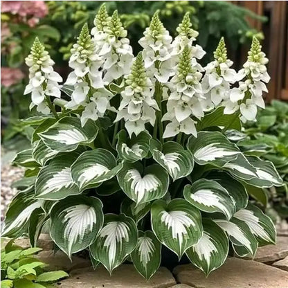 Hosta Seeds | 1000pcs Per Bag