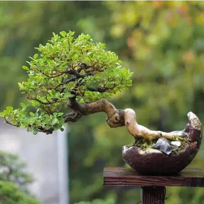 Bonsai flowers Seeds | 10 Grams Per Bag
