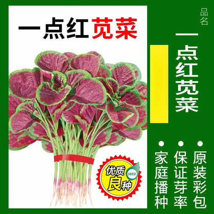 Vegetable Seeds | 10 Grams Per Bag