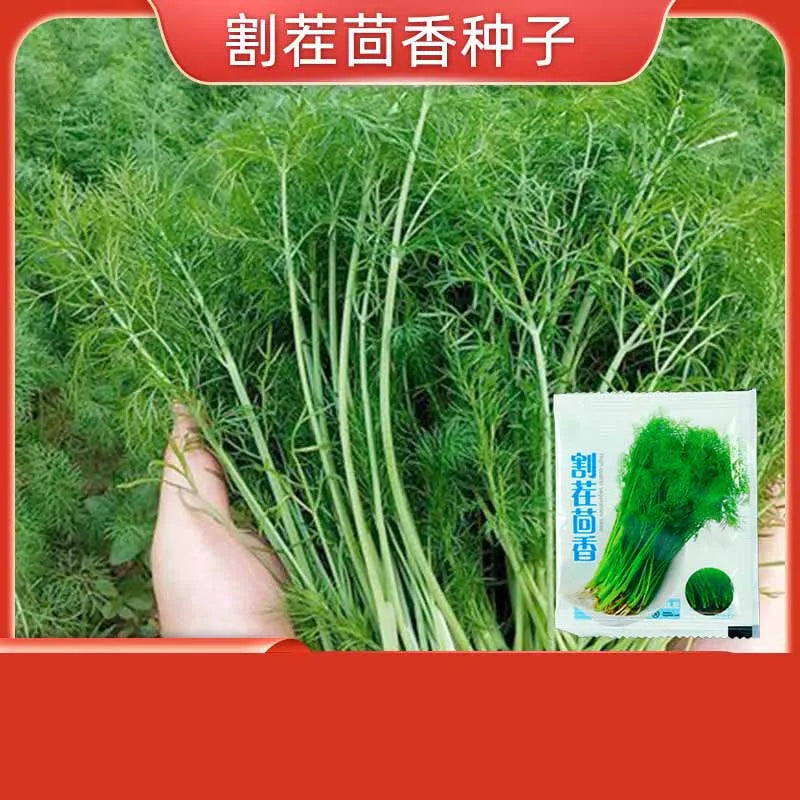 Vegetable Seeds | 10 Grams Per Bag