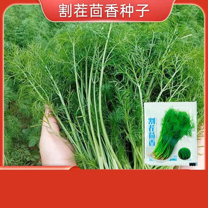 Vegetable Seeds | 10 Grams Per Bag