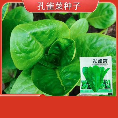 Vegetable Seeds | 10 Grams Per Bag