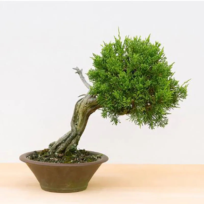 Bonsai flowers Seeds | 10 Grams Per Bag
