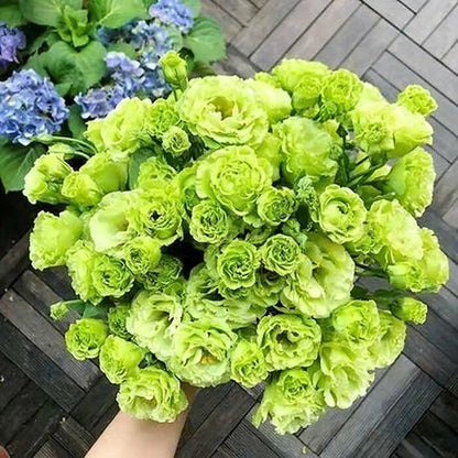 Eustoma grandiflorum Seeds | 1000pcs Per Bag