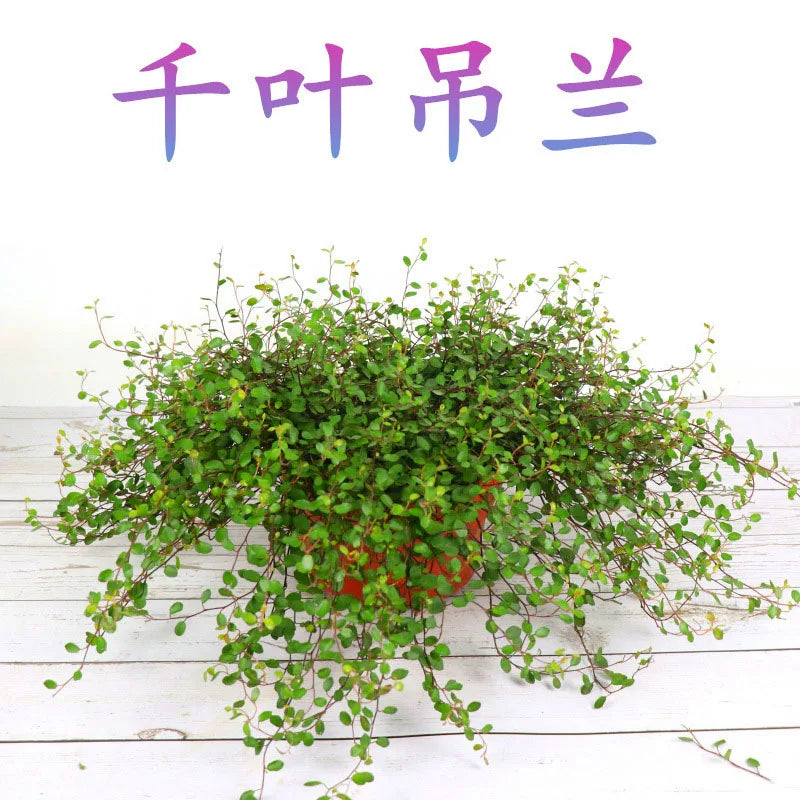 Bonsai flowers Seeds | 10 Grams Per Bag