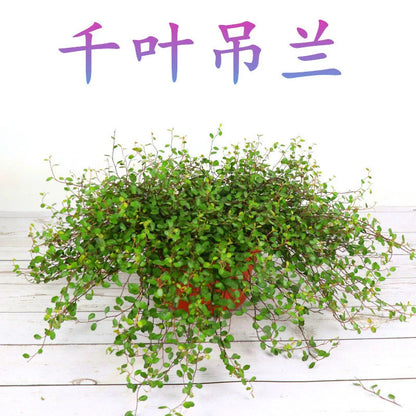 Bonsai flowers Seeds | 10 Grams Per Bag